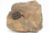 Ordovician Trilobite (Placoparia) Fossil - Morocco #213251-3